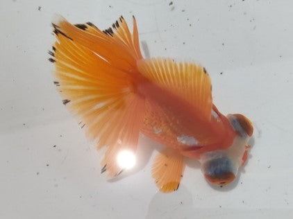 生体加藤産桜錦弐歳魚約7センチ（1匹）らんちゅう/金魚/江戸錦/変わりらんちゅう/きんぎょ/国産金魚【金魚小屋-希-福岡】