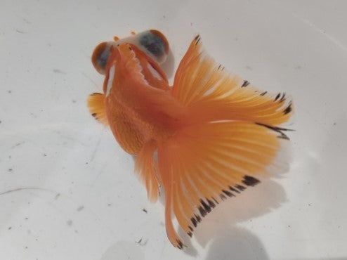 生体加藤産桜錦弐歳魚約7センチ（1匹）らんちゅう/金魚/江戸錦/変わりらんちゅう/きんぎょ/国産金魚【金魚小屋-希-福岡】