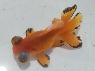 生体加藤産桜錦弐歳魚約7センチ（1匹）らんちゅう/金魚/江戸錦/変わりらんちゅう/きんぎょ/国産金魚【金魚小屋-希-福岡】