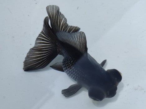 生体加藤産桜錦弐歳魚約7センチ（1匹）らんちゅう/金魚/江戸錦/変わりらんちゅう/きんぎょ/国産金魚【金魚小屋-希-福岡】