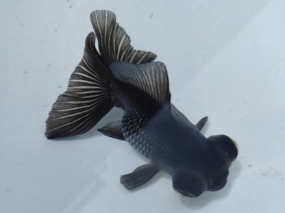 生体加藤産桜錦弐歳魚約7センチ（1匹）らんちゅう/金魚/江戸錦/変わりらんちゅう/きんぎょ/国産金魚【金魚小屋-希-福岡】
