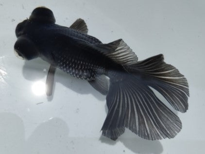 生体加藤産桜錦弐歳魚約7センチ（1匹）らんちゅう/金魚/江戸錦/変わりらんちゅう/きんぎょ/国産金魚【金魚小屋-希-福岡】