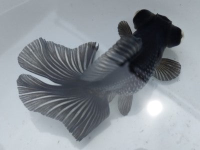 生体加藤産桜錦弐歳魚約7センチ（1匹）らんちゅう/金魚/江戸錦/変わりらんちゅう/きんぎょ/国産金魚【金魚小屋-希-福岡】