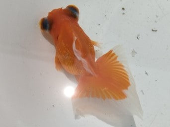 生体加藤産桜錦弐歳魚約7センチ（1匹）らんちゅう/金魚/江戸錦/変わりらんちゅう/きんぎょ/国産金魚【金魚小屋-希-福岡】