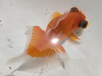生体加藤産桜錦弐歳魚約7センチ（1匹）らんちゅう/金魚/江戸錦/変わりらんちゅう/きんぎょ/国産金魚【金魚小屋-希-福岡】