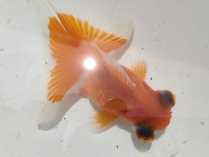 生体加藤産桜錦弐歳魚約7センチ（1匹）らんちゅう/金魚/江戸錦/変わりらんちゅう/きんぎょ/国産金魚【金魚小屋-希-福岡】