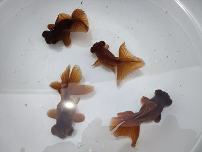 生体加藤産桜錦弐歳魚約7センチ（1匹）らんちゅう/金魚/江戸錦/変わりらんちゅう/きんぎょ/国産金魚【金魚小屋-希-福岡】