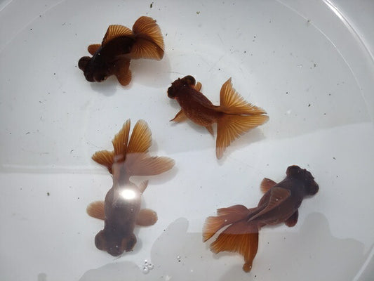 生体加藤産桜錦弐歳魚約7センチ（1匹）らんちゅう/金魚/江戸錦/変わりらんちゅう/きんぎょ/国産金魚【金魚小屋-希-福岡】