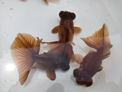 生体加藤産桜錦弐歳魚約7センチ（1匹）らんちゅう/金魚/江戸錦/変わりらんちゅう/きんぎょ/国産金魚【金魚小屋-希-福岡】