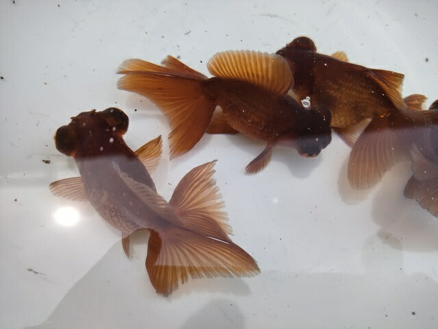 生体加藤産桜錦弐歳魚約7センチ（1匹）らんちゅう/金魚/江戸錦/変わりらんちゅう/きんぎょ/国産金魚【金魚小屋-希-福岡】