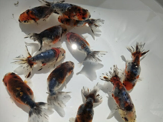 生体加藤産桜錦弐歳魚約7センチ（1匹）らんちゅう/金魚/江戸錦/変わりらんちゅう/きんぎょ/国産金魚【金魚小屋-希-福岡】