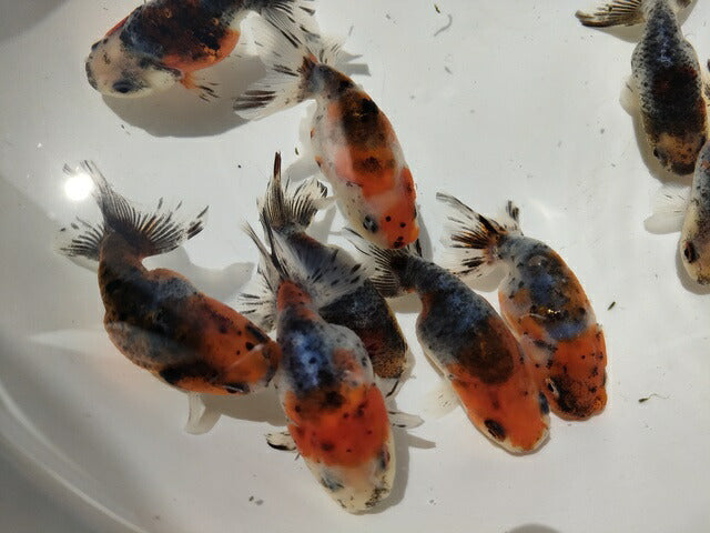 生体加藤産桜錦弐歳魚約7センチ（1匹）らんちゅう/金魚/江戸錦/変わりらんちゅう/きんぎょ/国産金魚【金魚小屋-希-福岡】