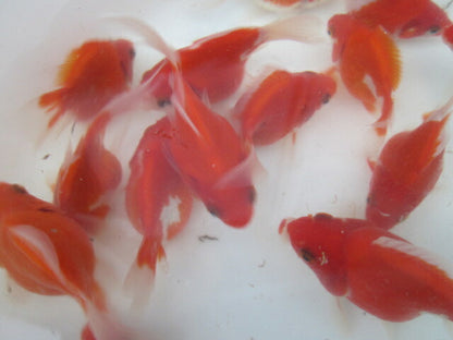 倉庫◆生体（1匹）  玉サバ 当歳魚  約8~11センチ　 タマサバ/金魚/りゅうきん/サバ尾/たまさば/きんぎょ/国産金魚【金魚小屋-希-福岡】