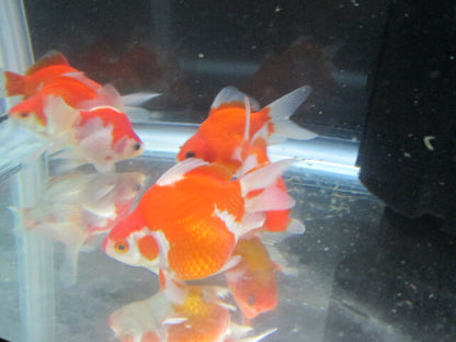 倉庫◆生体（1匹）  玉サバ 当歳魚  約8~11センチ　 タマサバ/金魚/りゅうきん/サバ尾/たまさば/きんぎょ/国産金魚【金魚小屋-希-福岡】