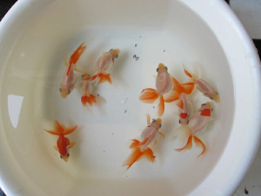 倉庫◆生体（1匹）  琉金　参歳魚  約8~10センチ　 リュウキン/金魚/りゅうきん/きんぎょ/国産金魚【金魚小屋-希-福岡】