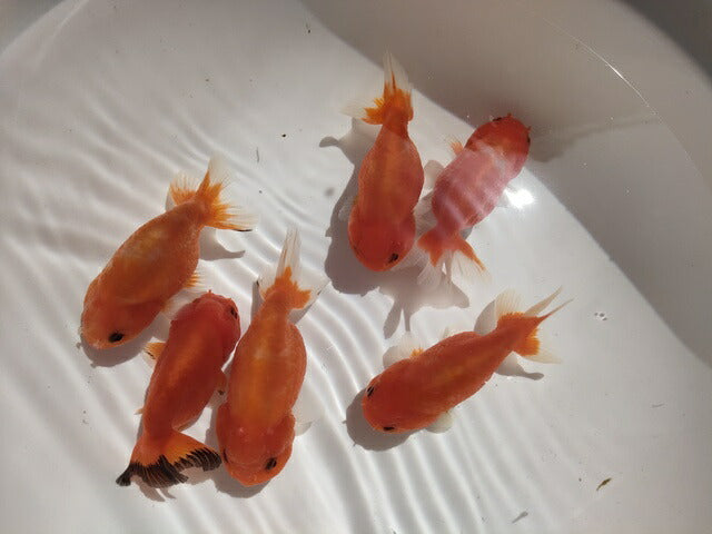 生体加藤産桜錦弐歳魚約7センチ（1匹）らんちゅう/金魚/江戸錦/変わりらんちゅう/きんぎょ/国産金魚【金魚小屋-希-福岡】