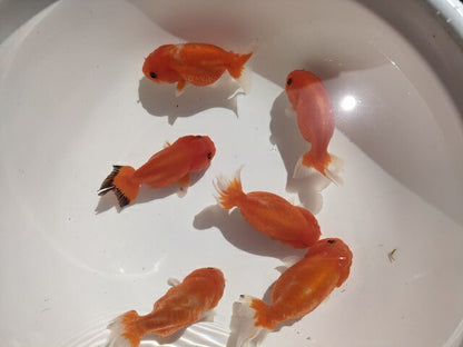 生体加藤産桜錦弐歳魚約7センチ（1匹）らんちゅう/金魚/江戸錦/変わりらんちゅう/きんぎょ/国産金魚【金魚小屋-希-福岡】