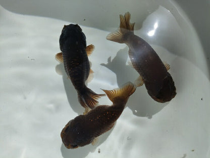 生体加藤産桜錦弐歳魚約7センチ（1匹）らんちゅう/金魚/江戸錦/変わりらんちゅう/きんぎょ/国産金魚【金魚小屋-希-福岡】