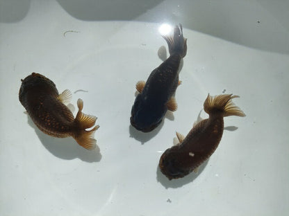 生体加藤産桜錦弐歳魚約7センチ（1匹）らんちゅう/金魚/江戸錦/変わりらんちゅう/きんぎょ/国産金魚【金魚小屋-希-福岡】