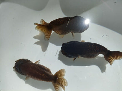生体加藤産桜錦弐歳魚約7センチ（1匹）らんちゅう/金魚/江戸錦/変わりらんちゅう/きんぎょ/国産金魚【金魚小屋-希-福岡】