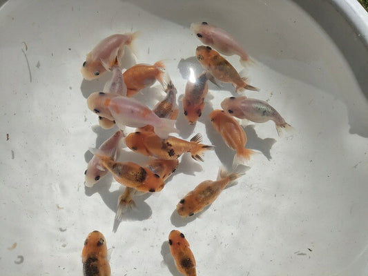 生体加藤産桜錦弐歳魚約7センチ（1匹）らんちゅう/金魚/江戸錦/変わりらんちゅう/きんぎょ/国産金魚【金魚小屋-希-福岡】