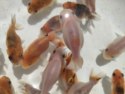 生体 変わりらんちゅう当歳魚 約6～7センチ（1匹）らんちゅう/桜錦/キャリコらんちゅう/金魚/きんぎょ/国産金魚【金魚小屋-希-福岡】