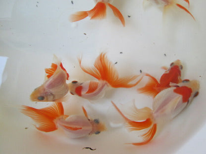 倉庫◆生体（1匹）  琉金　参歳魚  約8~10センチ　 リュウキン/金魚/りゅうきん/きんぎょ/国産金魚【金魚小屋-希-福岡】