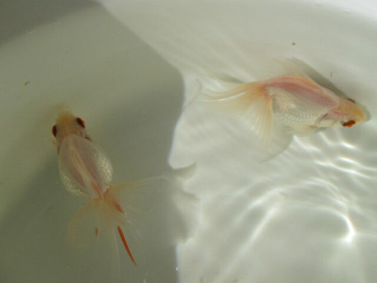 goldfish-36