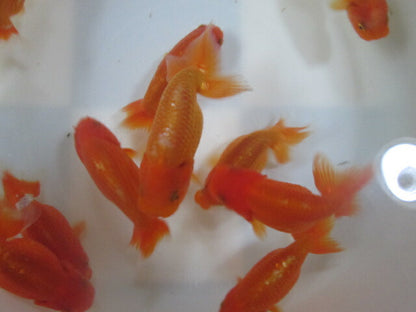 倉庫◆生体（1匹）  らんちゅう 明弐歳魚  約8〜9センチ　ランチュウ/金魚/らんちう/きんぎょ/国産金魚【金魚小屋-希-福岡】
