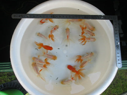 倉庫◆生体  オランダ獅子頭 明弐歳  約7〜9センチ（1匹） シシガシラ/金魚/おらんだししがしら/きんぎょ/国産金魚【金魚小屋-希-福岡】