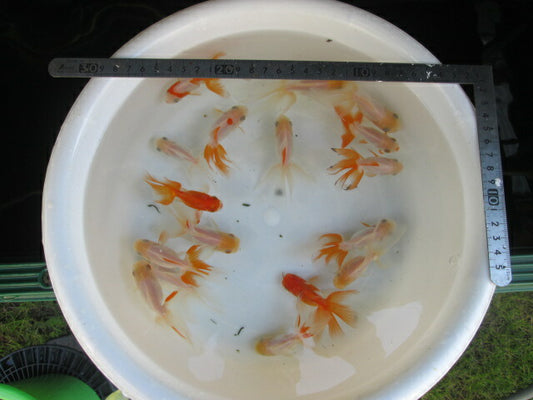 倉庫◆生体  オランダ獅子頭 明弐歳  約7〜9センチ（1匹） シシガシラ/金魚/おらんだししがしら/きんぎょ/国産金魚【金魚小屋-希-福岡】