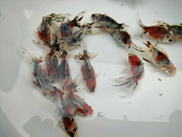 生体加藤産桜錦弐歳魚約7センチ（1匹）らんちゅう/金魚/江戸錦/変わりらんちゅう/きんぎょ/国産金魚【金魚小屋-希-福岡】