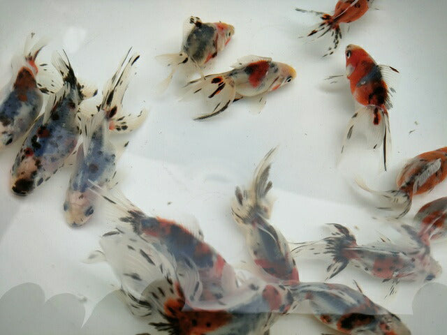生体加藤産桜錦弐歳魚約7センチ（1匹）らんちゅう/金魚/江戸錦/変わりらんちゅう/きんぎょ/国産金魚【金魚小屋-希-福岡】