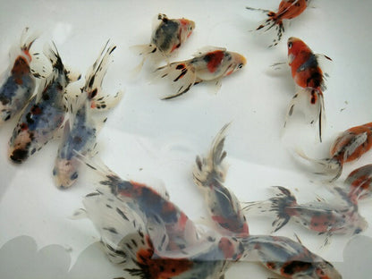 生体加藤産桜錦弐歳魚約7センチ（1匹）らんちゅう/金魚/江戸錦/変わりらんちゅう/きんぎょ/国産金魚【金魚小屋-希-福岡】