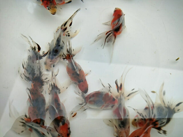 生体加藤産桜錦弐歳魚約7センチ（1匹）らんちゅう/金魚/江戸錦/変わりらんちゅう/きんぎょ/国産金魚【金魚小屋-希-福岡】