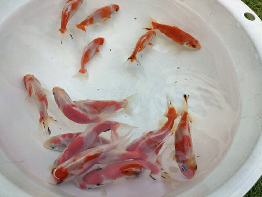生体加藤産桜錦弐歳魚約7センチ（1匹）らんちゅう/金魚/江戸錦/変わりらんちゅう/きんぎょ/国産金魚【金魚小屋-希-福岡】