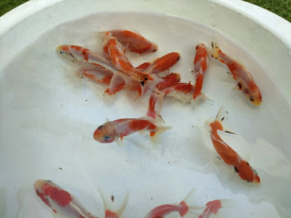 生体加藤産桜錦弐歳魚約7センチ（1匹）らんちゅう/金魚/江戸錦/変わりらんちゅう/きんぎょ/国産金魚【金魚小屋-希-福岡】