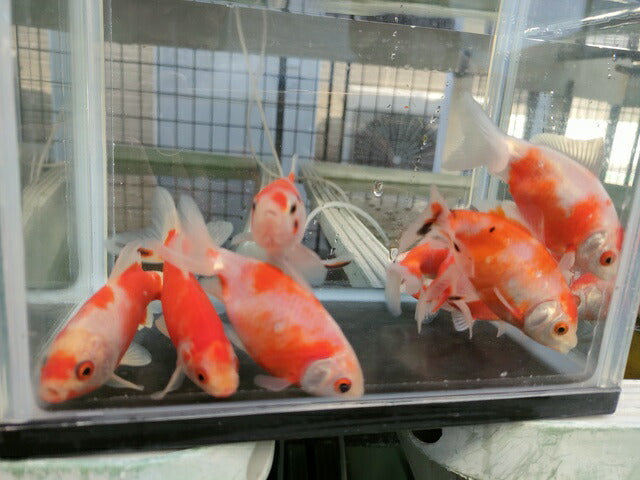 生体加藤産桜錦弐歳魚約7センチ（1匹）らんちゅう/金魚/江戸錦/変わりらんちゅう/きんぎょ/国産金魚【金魚小屋-希-福岡】
