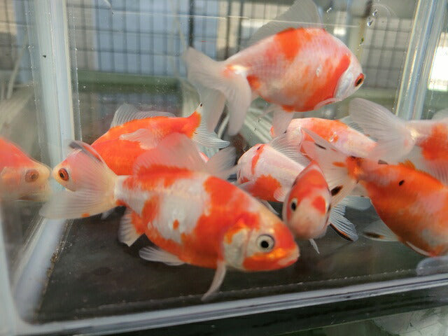 生体加藤産桜錦弐歳魚約7センチ（1匹）らんちゅう/金魚/江戸錦/変わりらんちゅう/きんぎょ/国産金魚【金魚小屋-希-福岡】