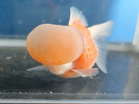 生体加藤産桜錦弐歳魚約7センチ（1匹）らんちゅう/金魚/江戸錦/変わりらんちゅう/きんぎょ/国産金魚【金魚小屋-希-福岡】