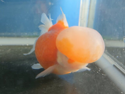 生体加藤産桜錦弐歳魚約7センチ（1匹）らんちゅう/金魚/江戸錦/変わりらんちゅう/きんぎょ/国産金魚【金魚小屋-希-福岡】