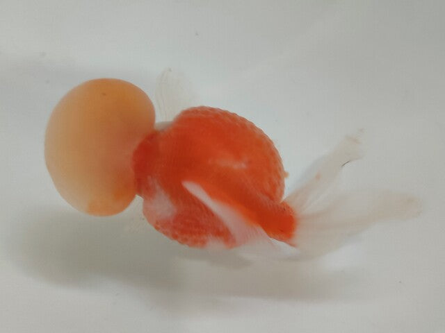生体加藤産桜錦弐歳魚約7センチ（1匹）らんちゅう/金魚/江戸錦/変わりらんちゅう/きんぎょ/国産金魚【金魚小屋-希-福岡】