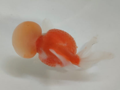 生体加藤産桜錦弐歳魚約7センチ（1匹）らんちゅう/金魚/江戸錦/変わりらんちゅう/きんぎょ/国産金魚【金魚小屋-希-福岡】