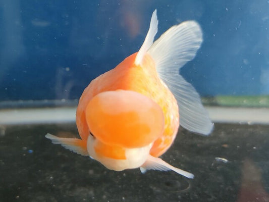 生体加藤産桜錦弐歳魚約7センチ（1匹）らんちゅう/金魚/江戸錦/変わりらんちゅう/きんぎょ/国産金魚【金魚小屋-希-福岡】