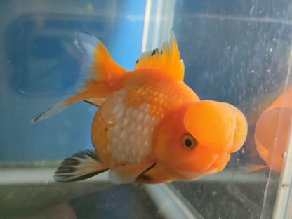 生体加藤産桜錦弐歳魚約7センチ（1匹）らんちゅう/金魚/江戸錦/変わりらんちゅう/きんぎょ/国産金魚【金魚小屋-希-福岡】