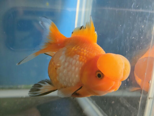 生体加藤産桜錦弐歳魚約7センチ（1匹）らんちゅう/金魚/江戸錦/変わりらんちゅう/きんぎょ/国産金魚【金魚小屋-希-福岡】