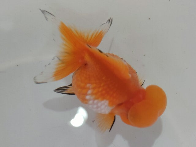 生体加藤産桜錦弐歳魚約7センチ（1匹）らんちゅう/金魚/江戸錦/変わりらんちゅう/きんぎょ/国産金魚【金魚小屋-希-福岡】