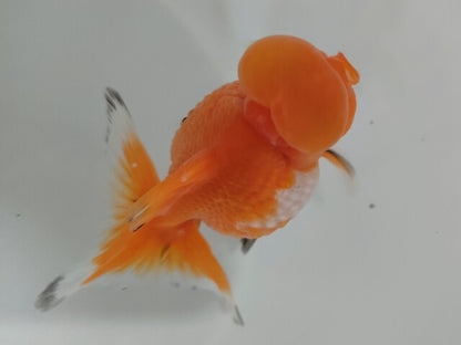 生体加藤産桜錦弐歳魚約7センチ（1匹）らんちゅう/金魚/江戸錦/変わりらんちゅう/きんぎょ/国産金魚【金魚小屋-希-福岡】