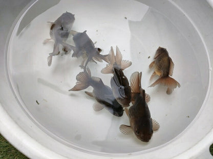 生体加藤産桜錦弐歳魚約7センチ（1匹）らんちゅう/金魚/江戸錦/変わりらんちゅう/きんぎょ/国産金魚【金魚小屋-希-福岡】