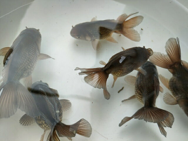 生体加藤産桜錦弐歳魚約7センチ（1匹）らんちゅう/金魚/江戸錦/変わりらんちゅう/きんぎょ/国産金魚【金魚小屋-希-福岡】